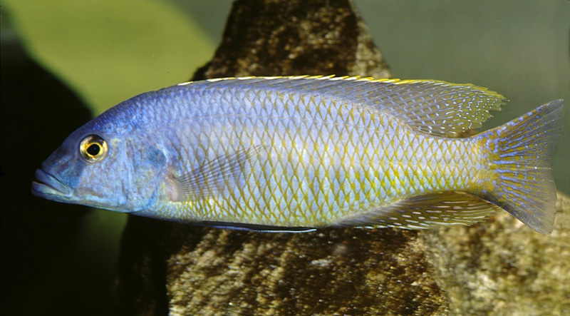 Mylochromis formosus 'Senga Bay'